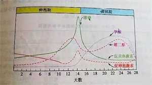 广州供卵者，慢性肾炎患者怀孕注意事项