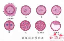 30岁广州试管供卵代生成功率,阳江可以做供卵试管婴儿的医院吗？反馈说广州能